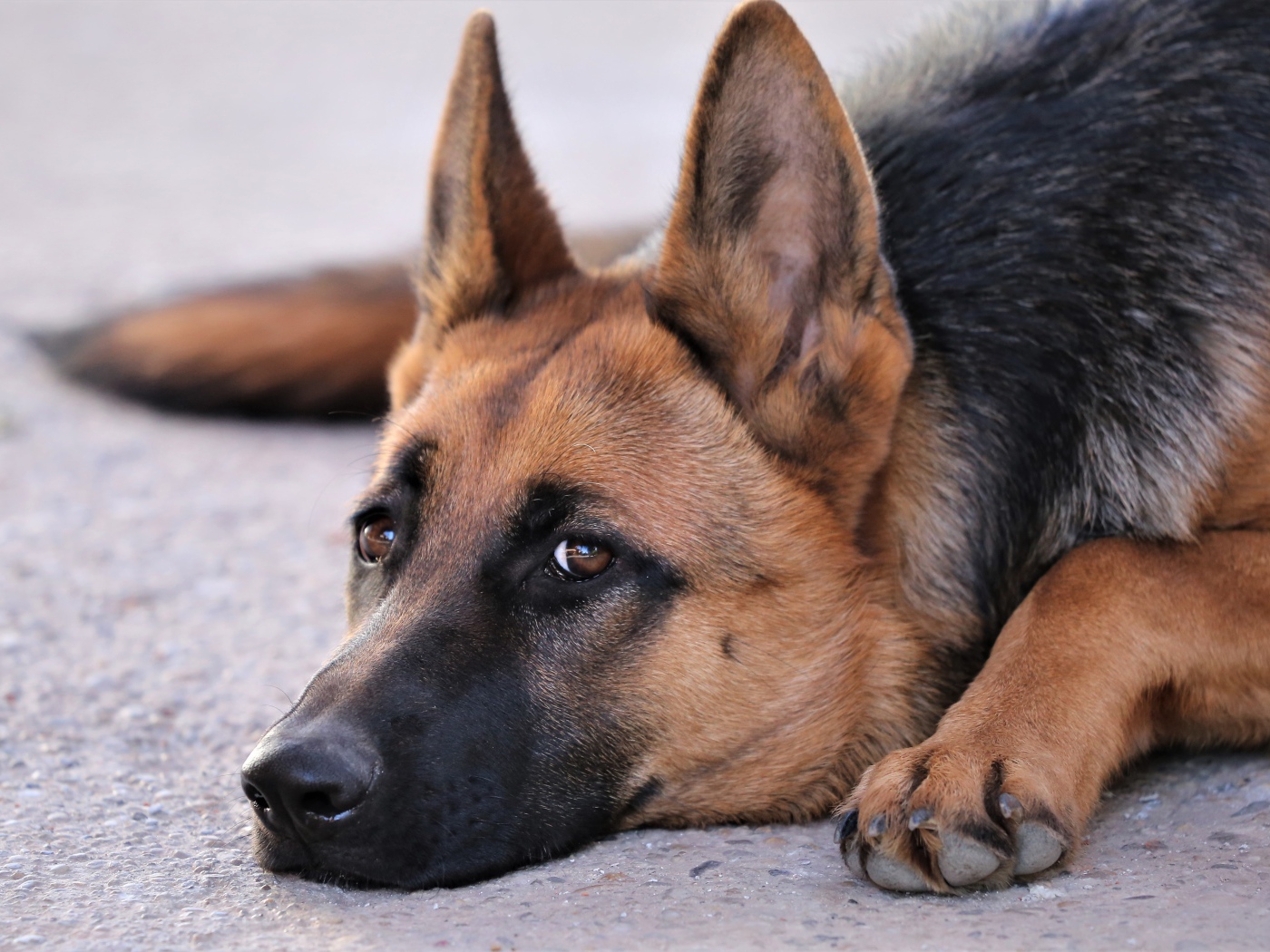 Грустная немецкая овчарка лежит на асфальте 