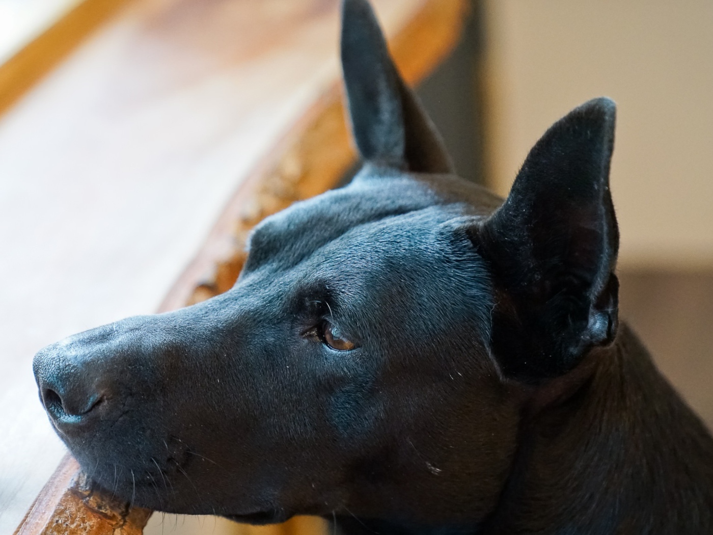 Грустная черная собака у окна 