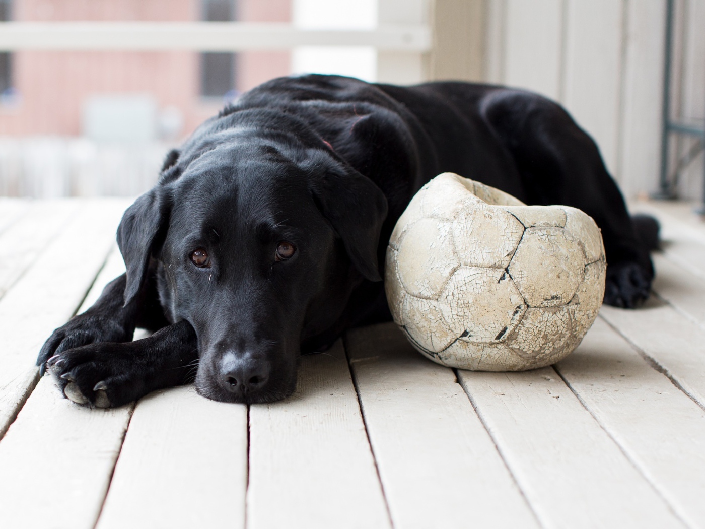 Грустный черный лабрадор с футбольным мячом 