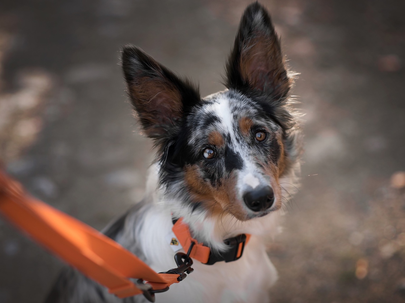 Грустный взгляд собаки породы бордер колли на поводке