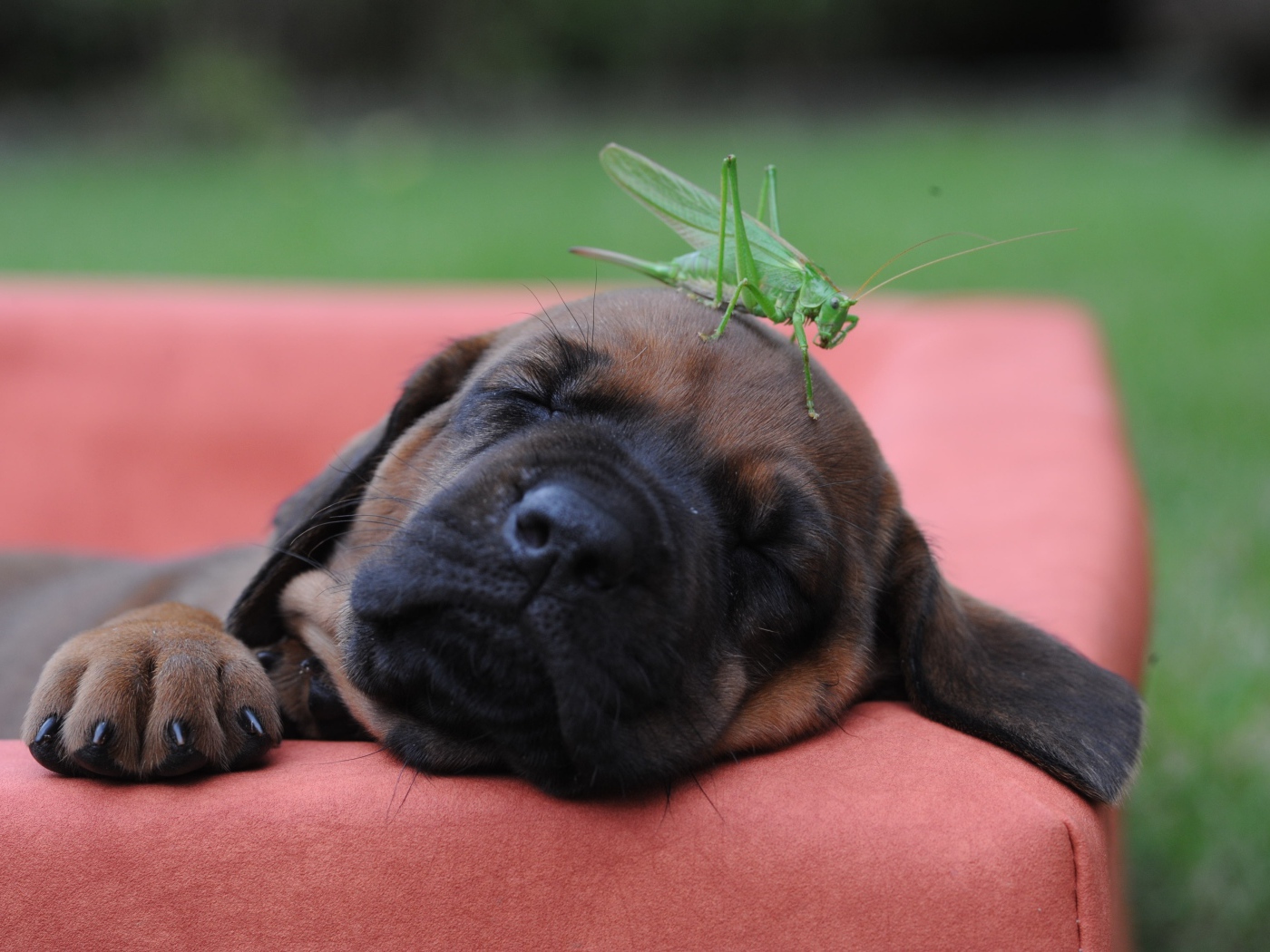 Спящий щенок бульмастифа с зеленым кузнечиком на голове