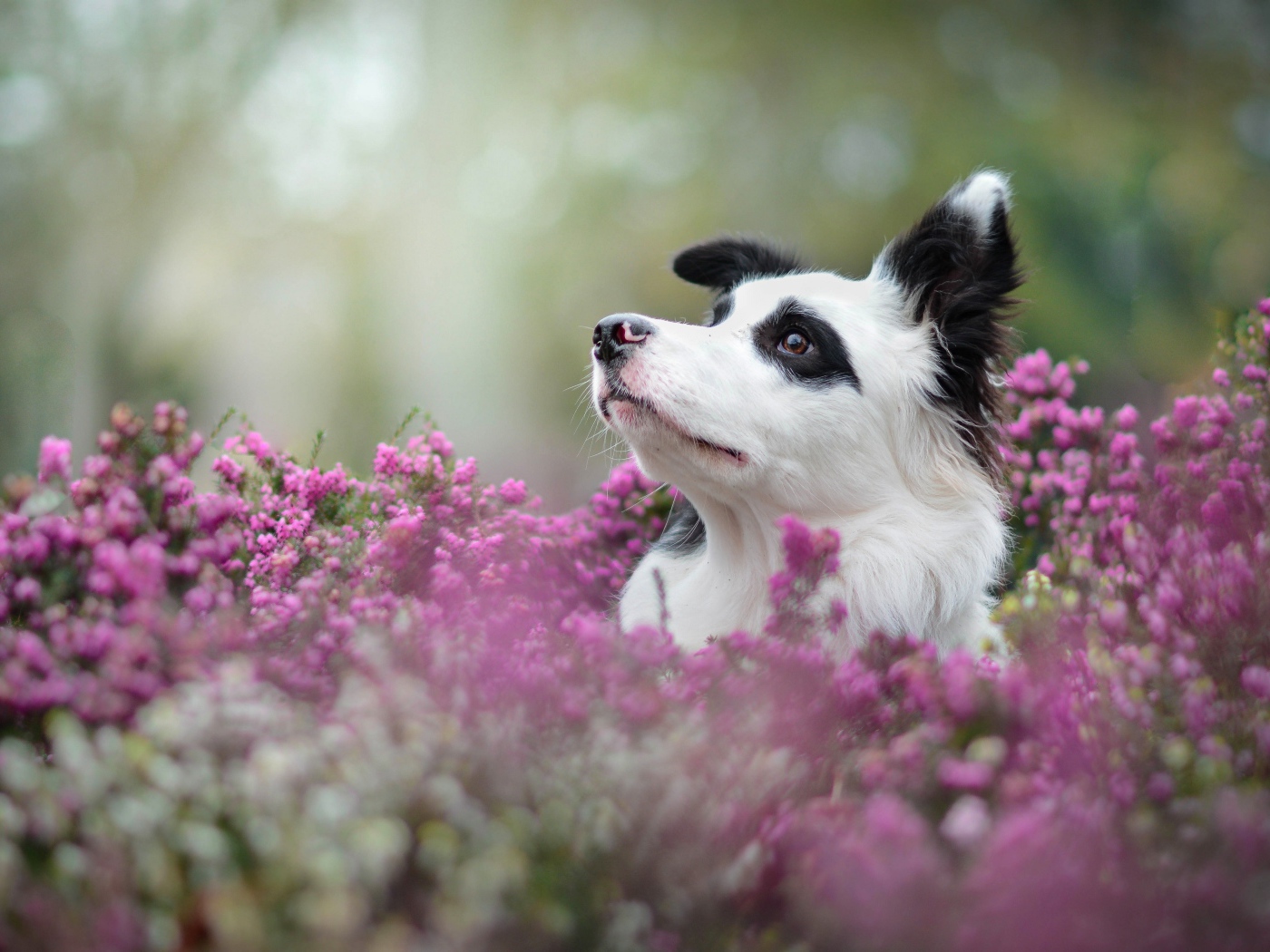 Собака породы бордер колли сидит в сиреневых цветах