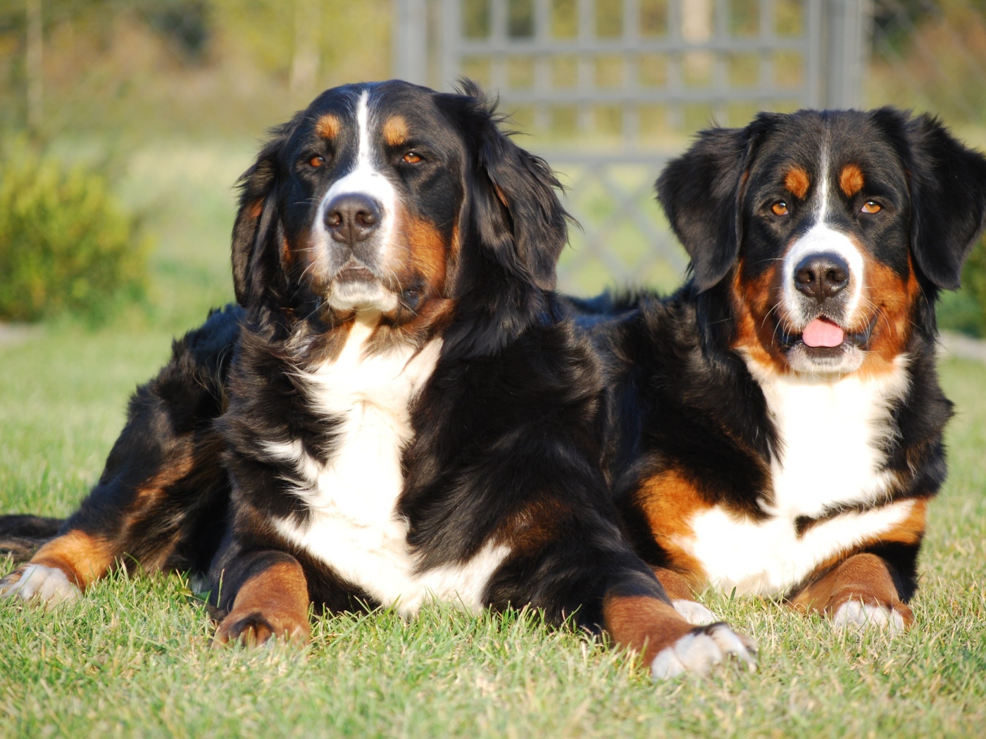 Две собаки Бернский зенненхунд лежат на зеленой траве 