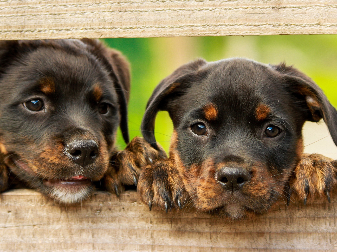 Два любопытных щенка ротвейлера 