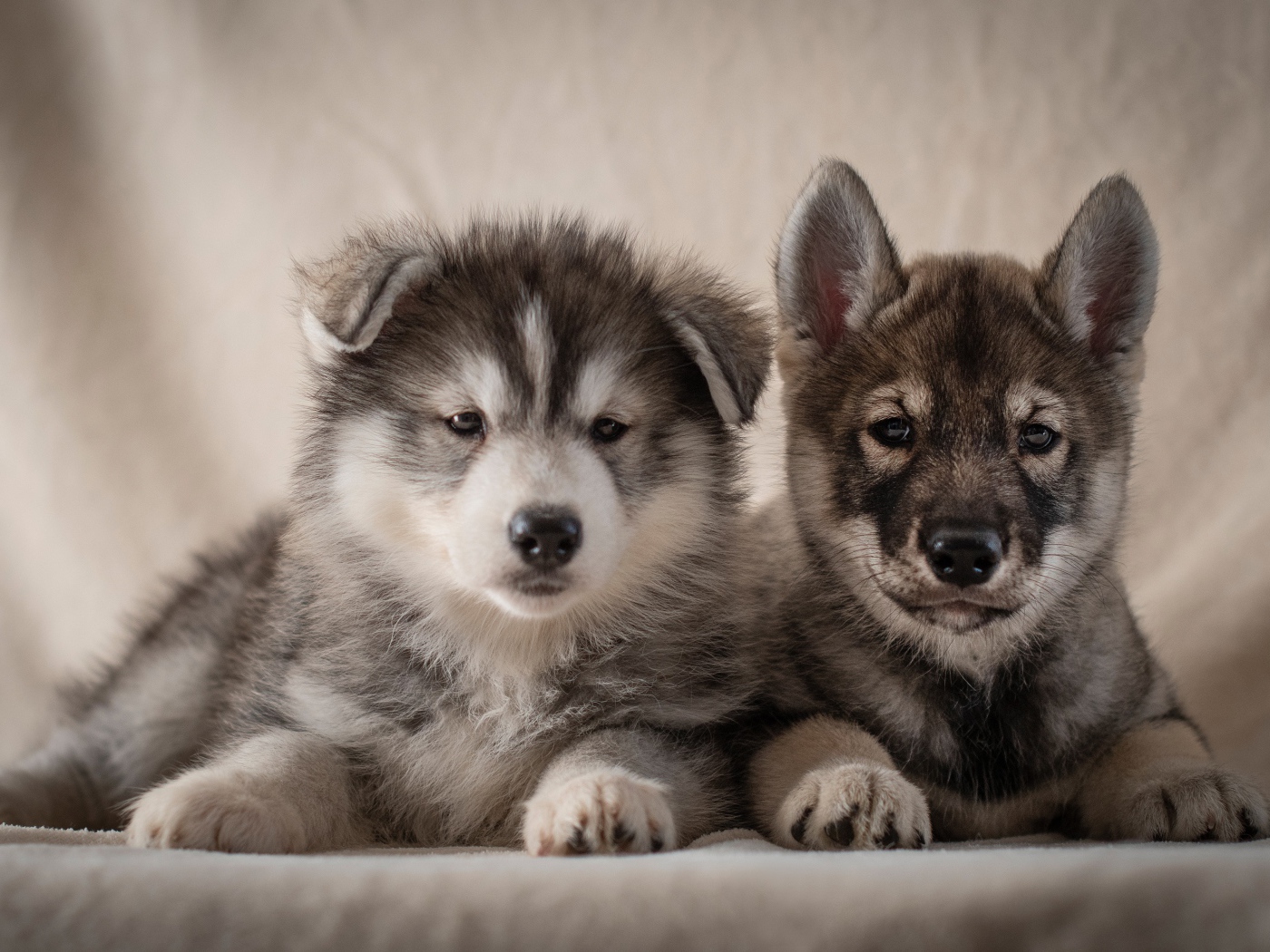 Два милых серых щенка хаски 