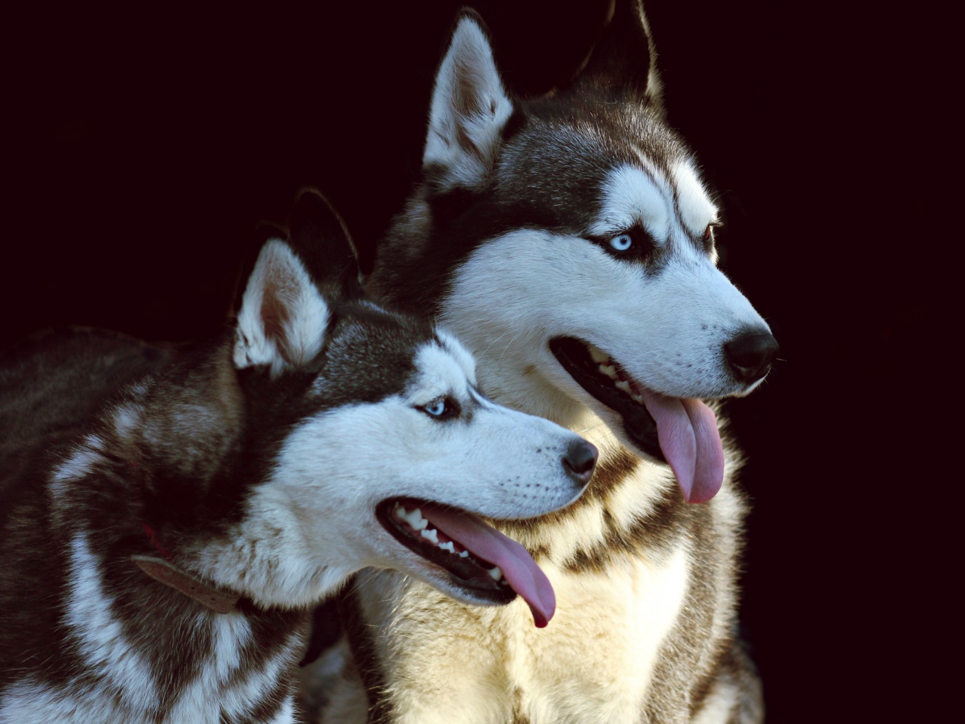 Две собаки породы хаски с высунутыми языками на черном фоне