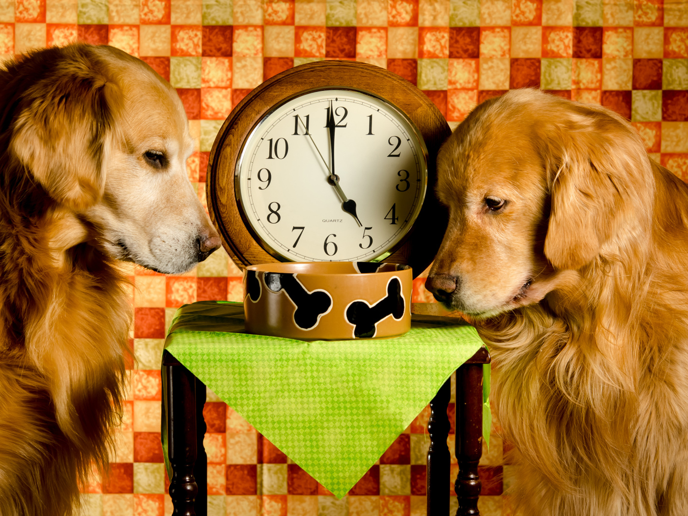 Два золотистых ретривера ждут корм у часов