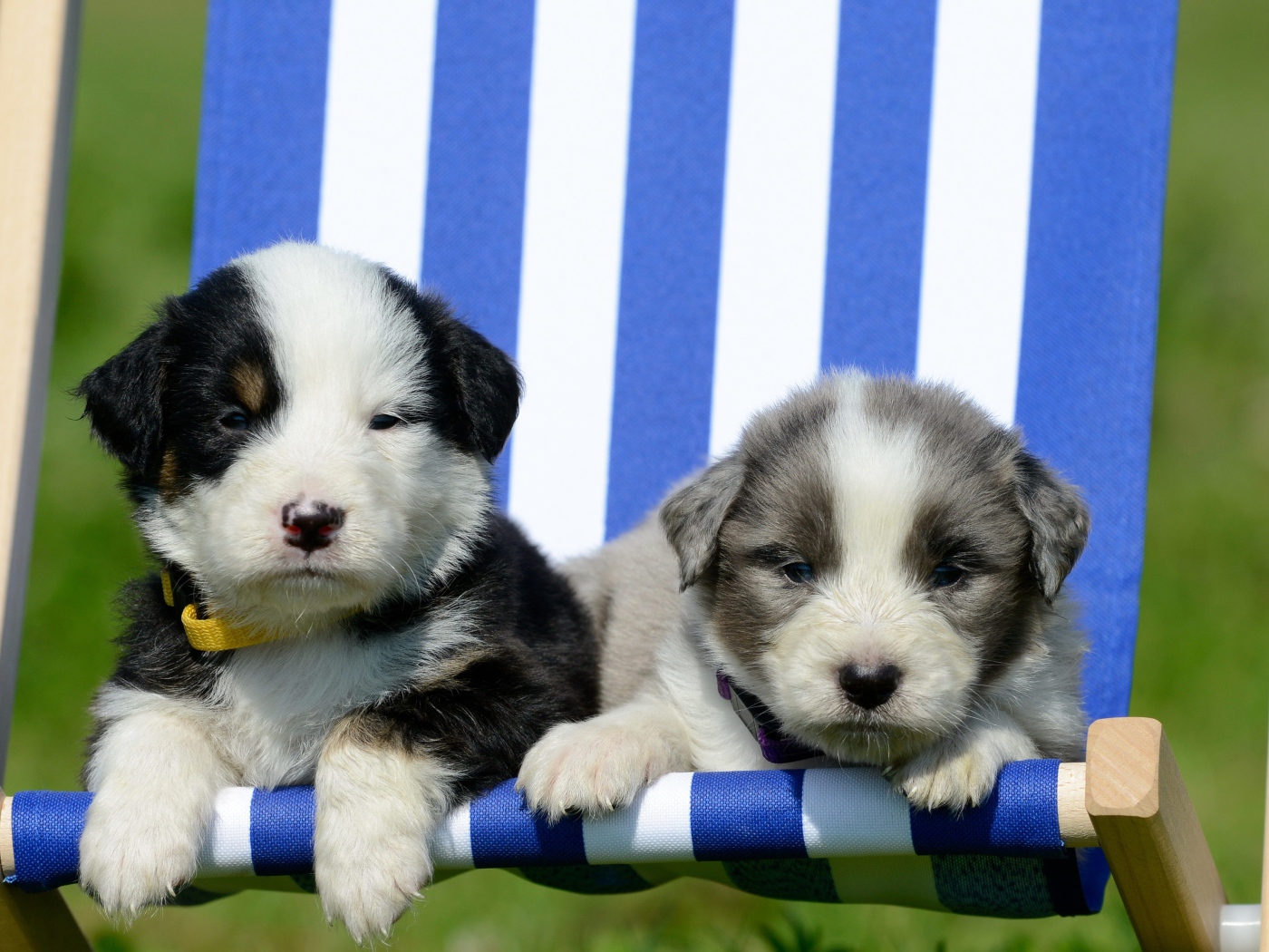 Два маленьких милых щенка в кресле