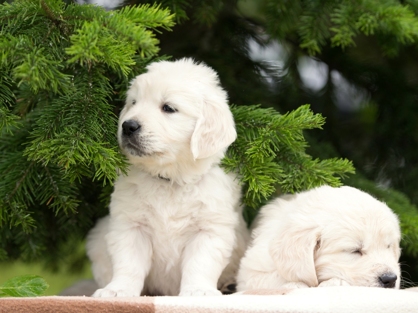 Два щенка золотистого ретривера под еловой веткой