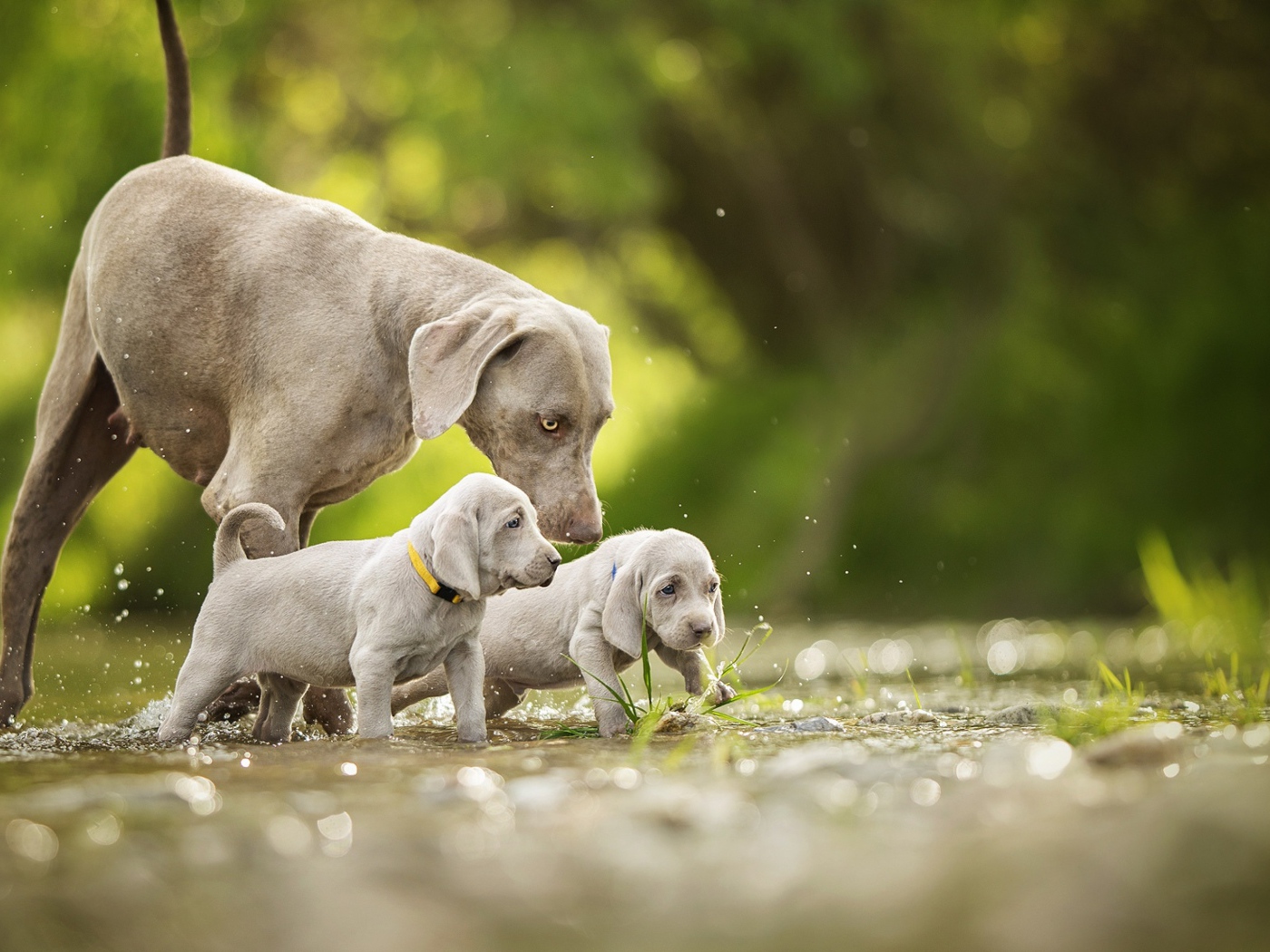 Собака породы Веймаранер с двумя щенками идут по воде