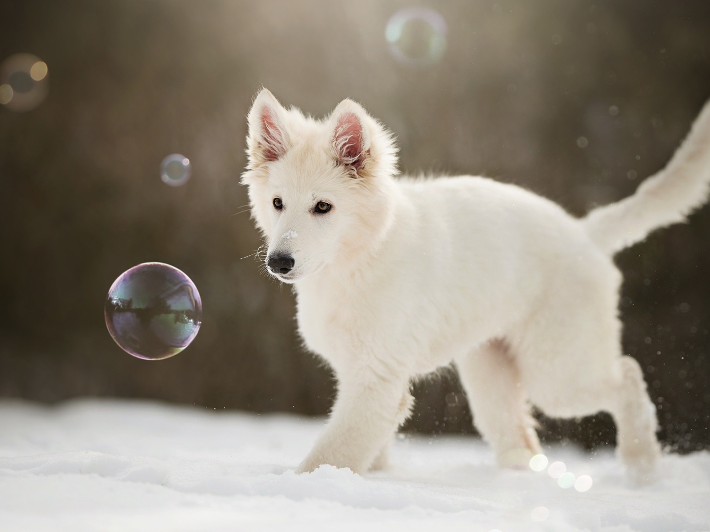 Белая швейцарская овчарка ловит мыльные пузыри