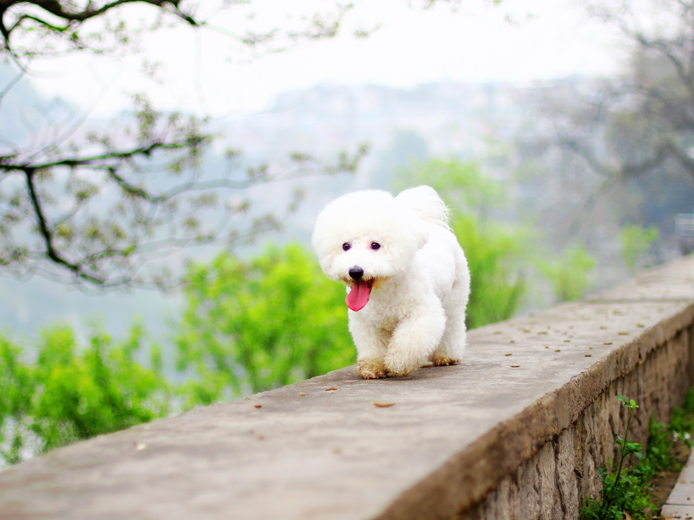 Белый Бишон фризе с высунутым языком