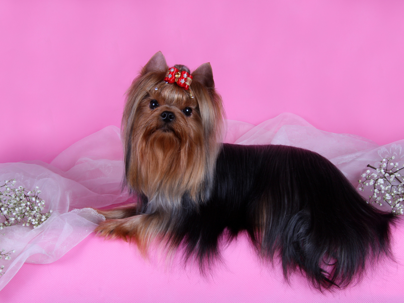 Йоркширский терьер на розовом фоне