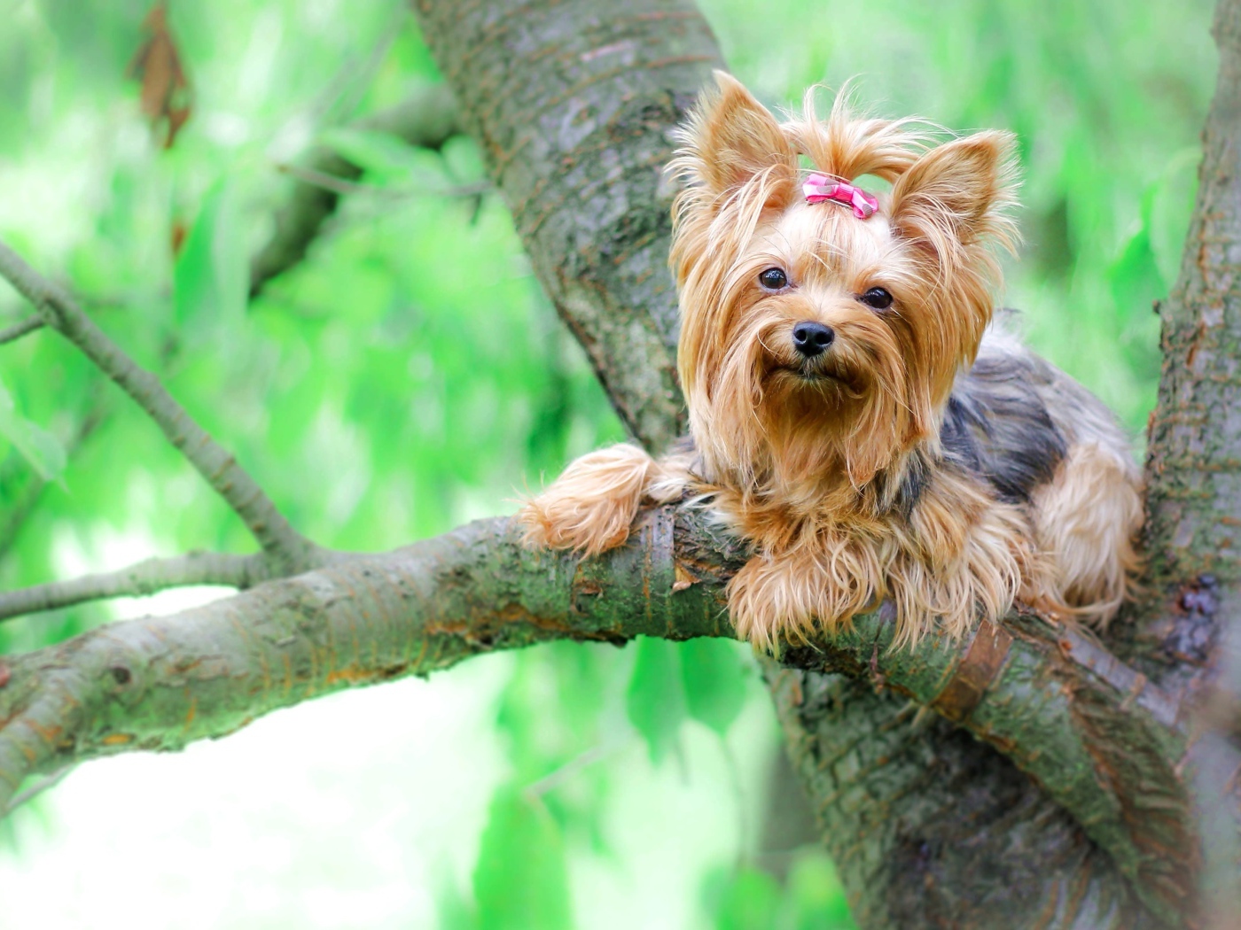 Йоркширский терьер сидит на ветке дерева