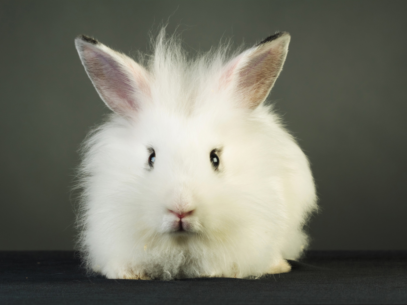 Пушистый белый декоративный кролик на сером фоне