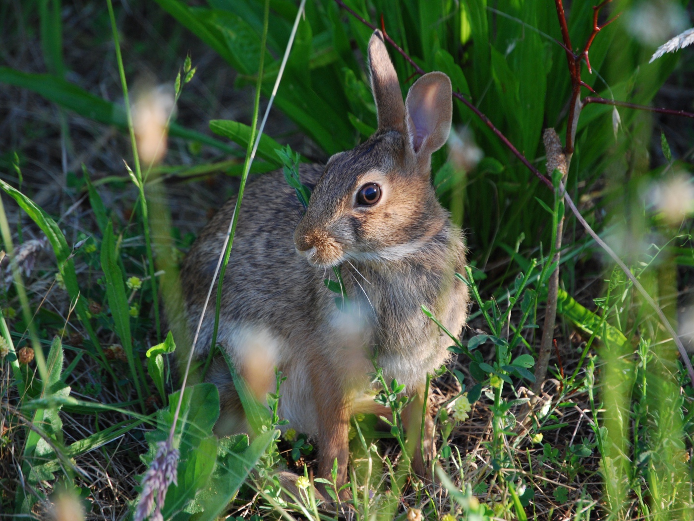 Серый заяц в зеленой траве
