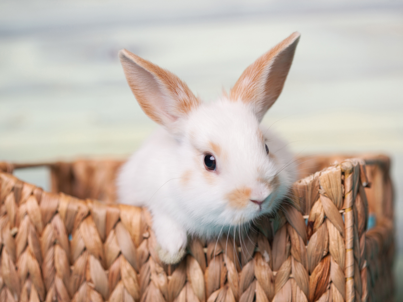 Маленький декоративный кролик в корзине