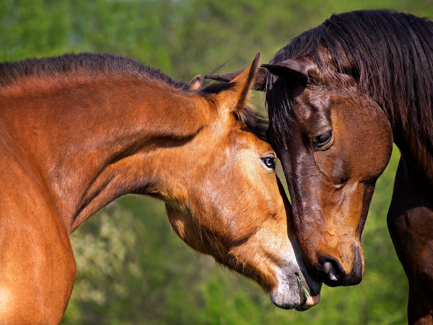 A loving couple of brown horses