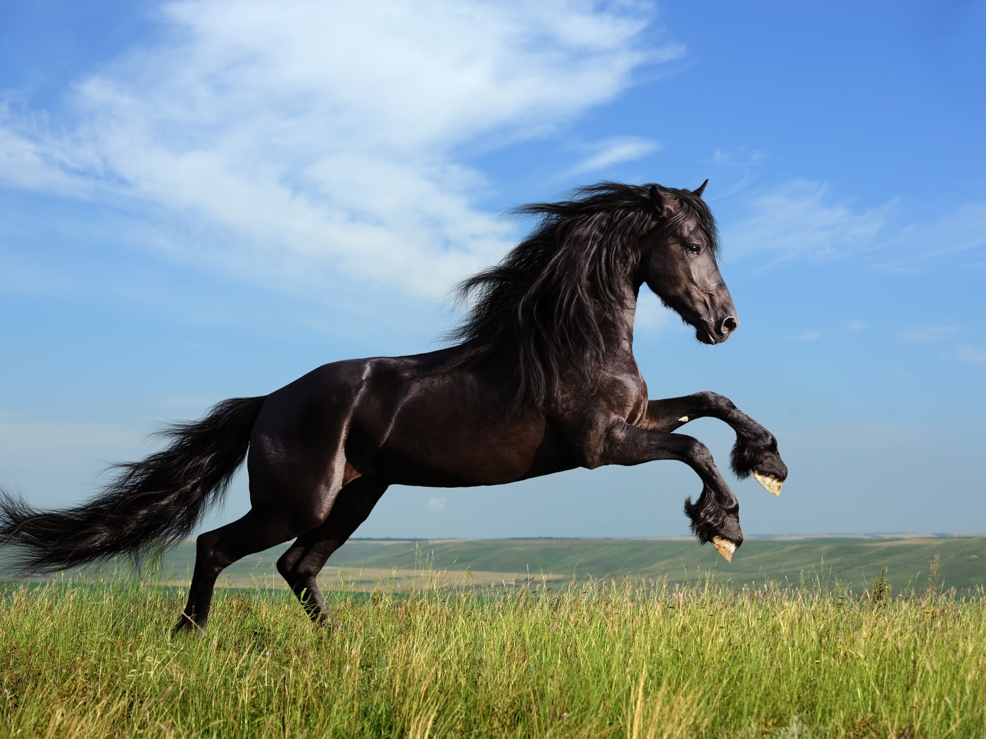 Красивый черный конь на фоне голубого неба