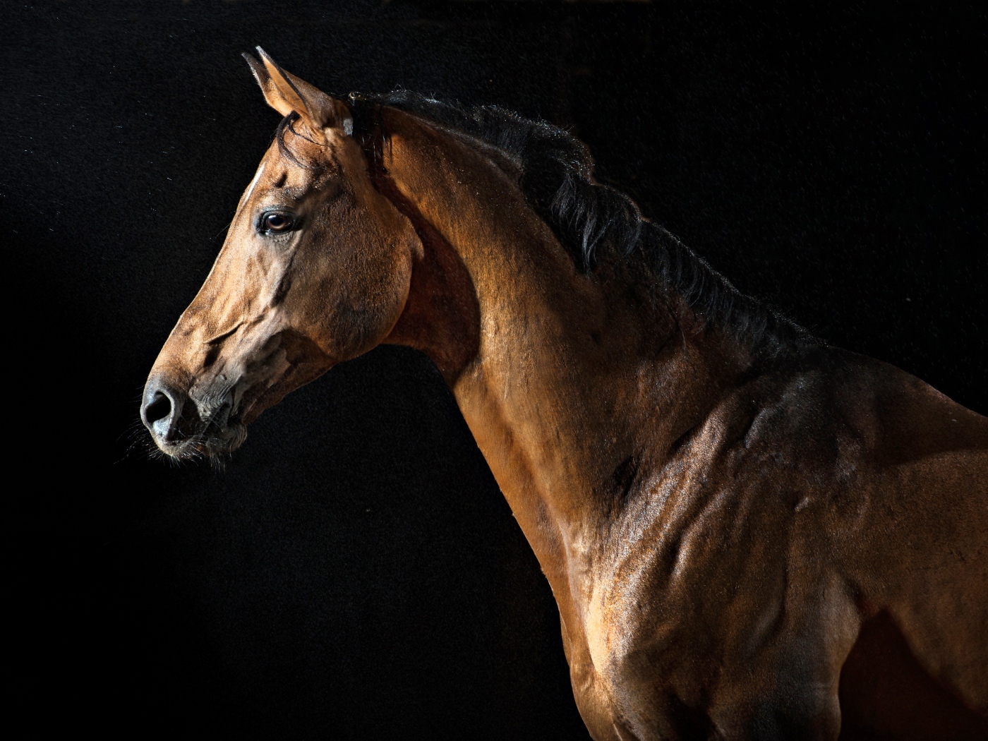 Большой коричневый конь на черном фоне