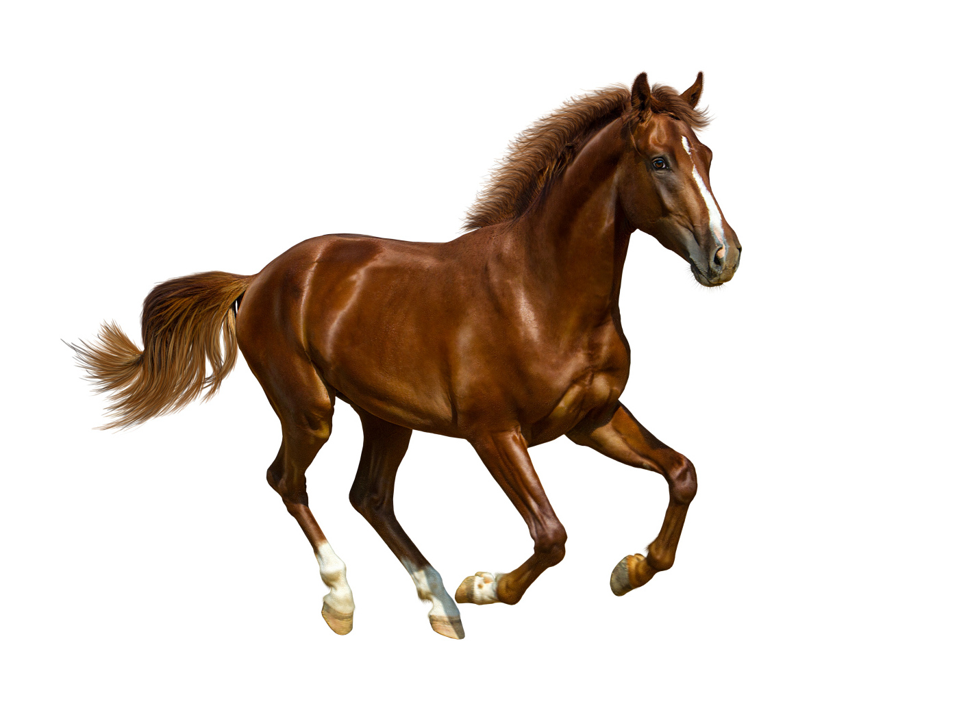 Коричневый красивый конь на белом фоне 