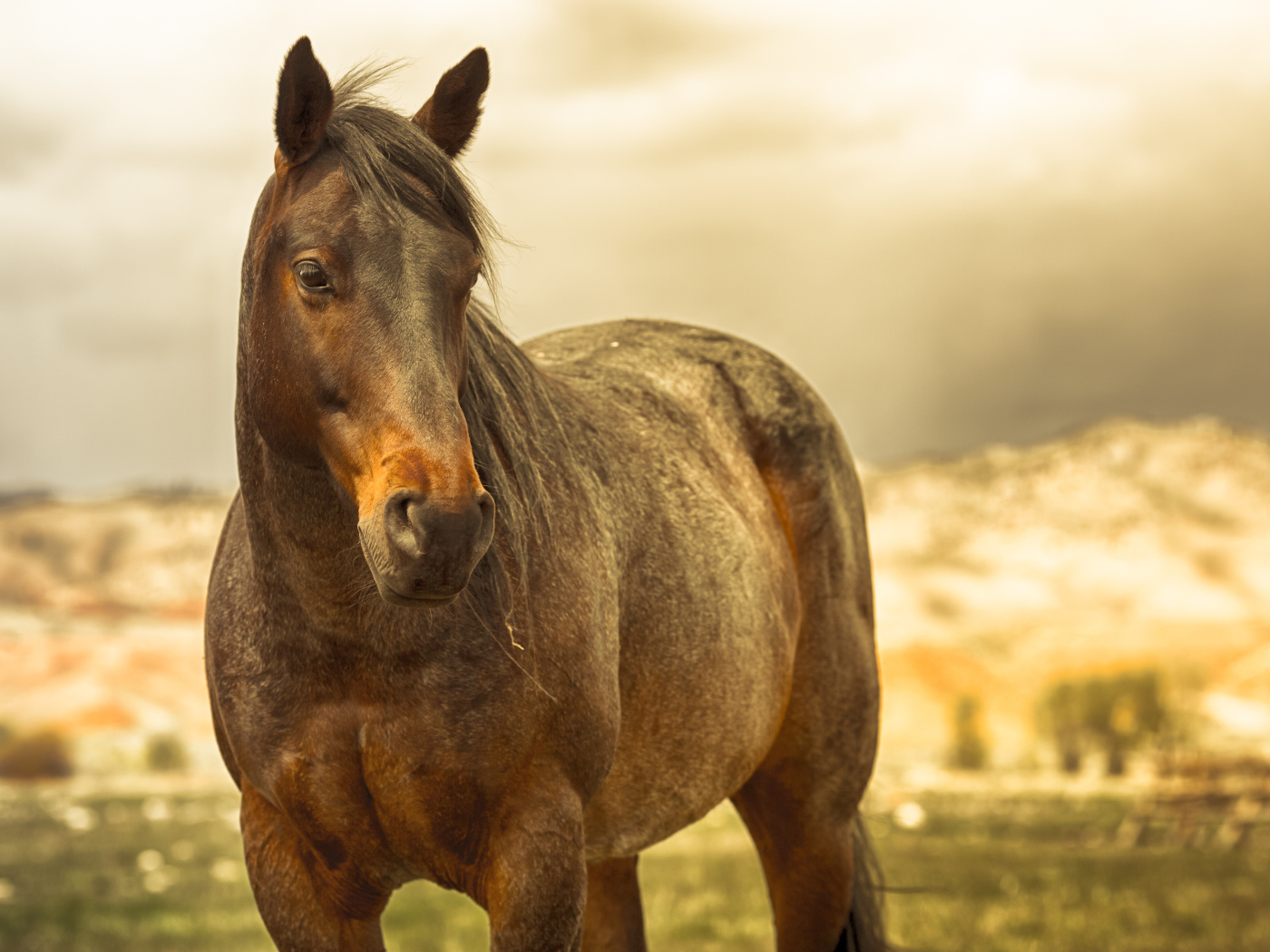 Коричневая лошадь в лучах солнца на ферме