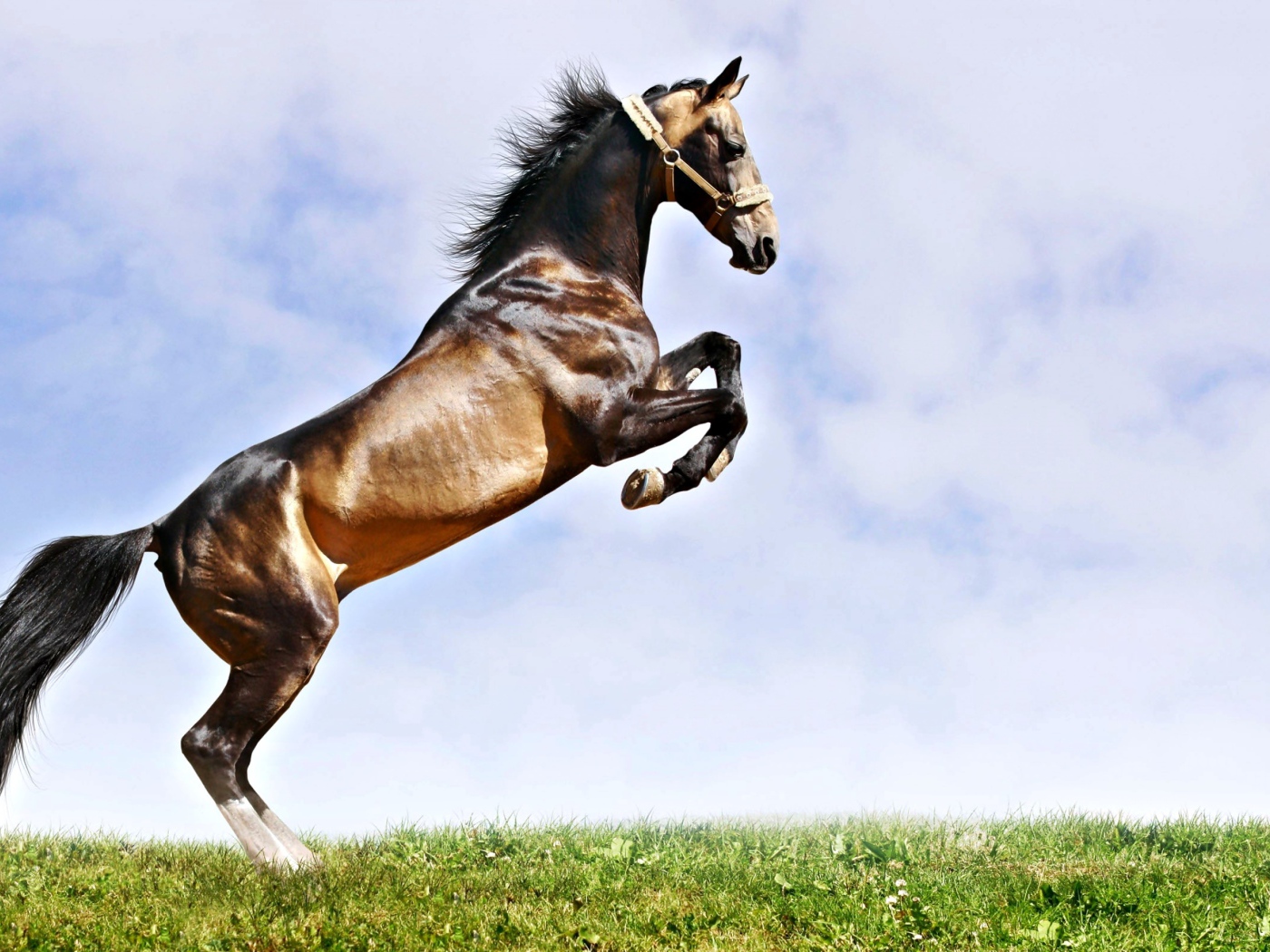Прыжок красивого коня на зеленой траве