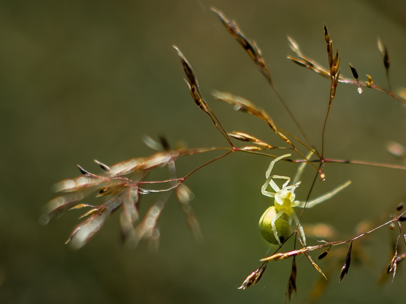 Зеленый паук висит на колоске