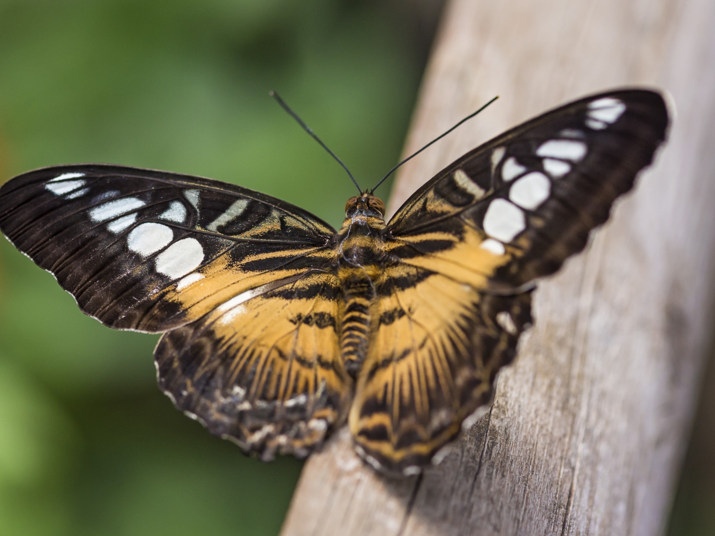 Большая бабочка сидит на дереве
