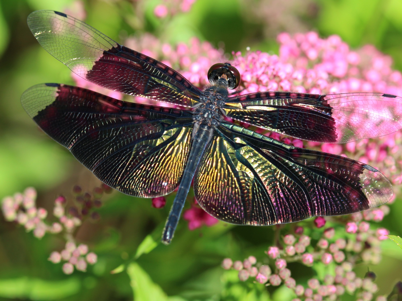 Большая стрекоза сидит на розовом цветке