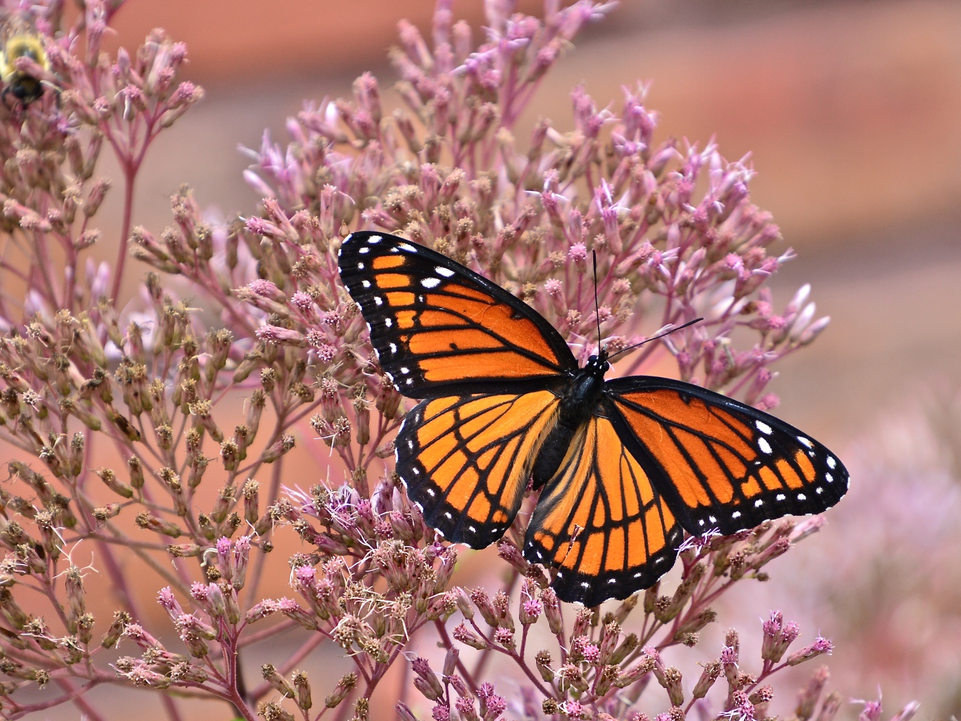 Бабочка на розовом цветке крупным планом