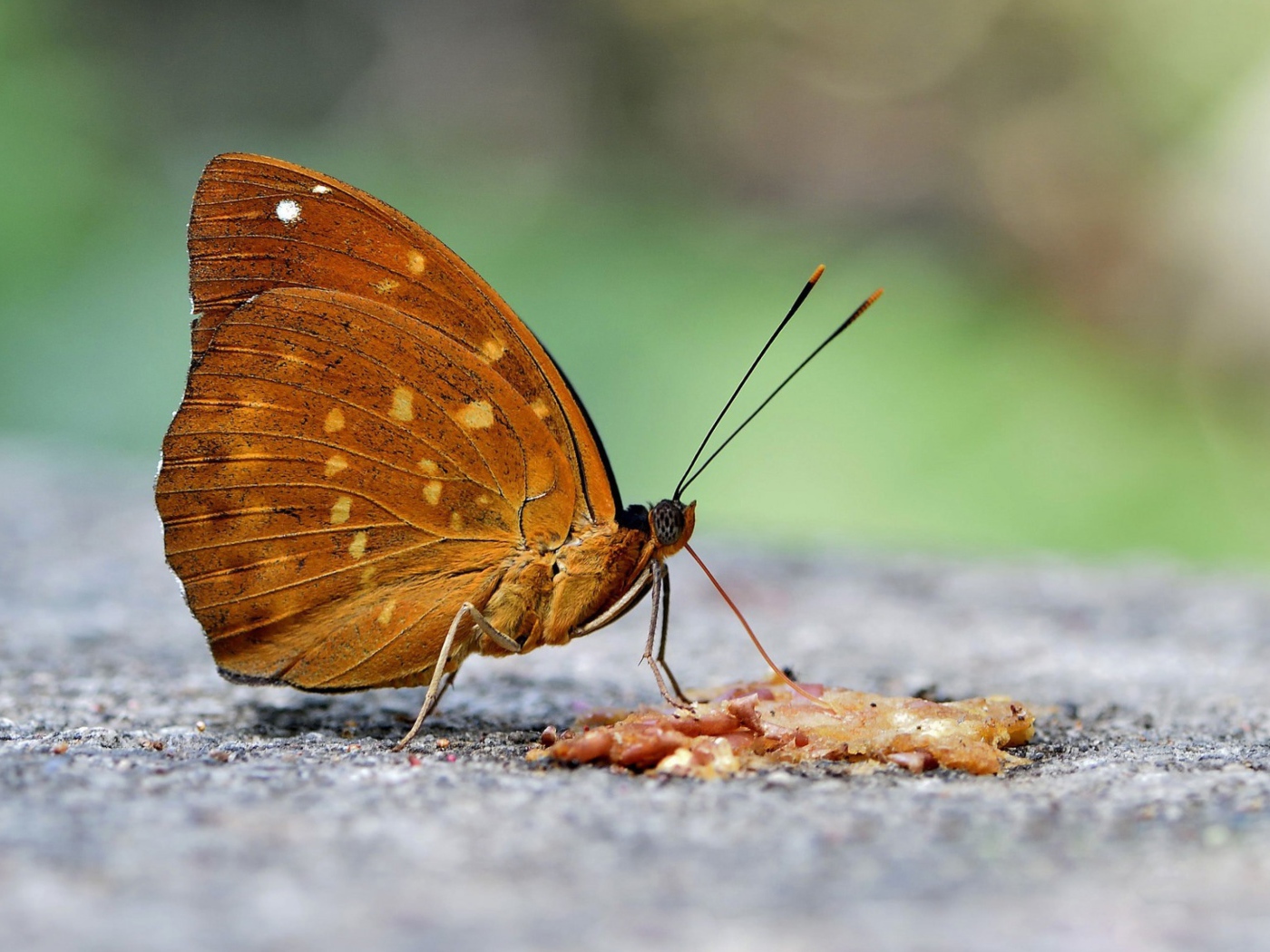 Бабочка на асфальте крупным планом