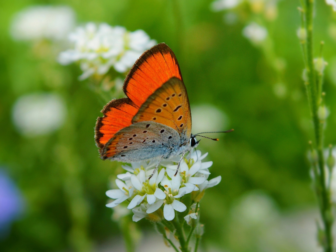 Бабочка сидит на белом цветке