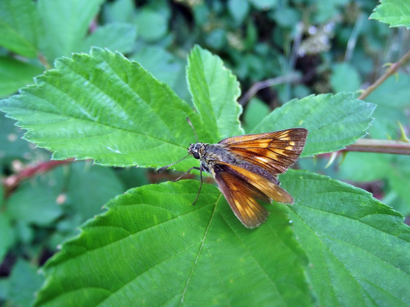 Мотылек на зеленом листе крупным планом