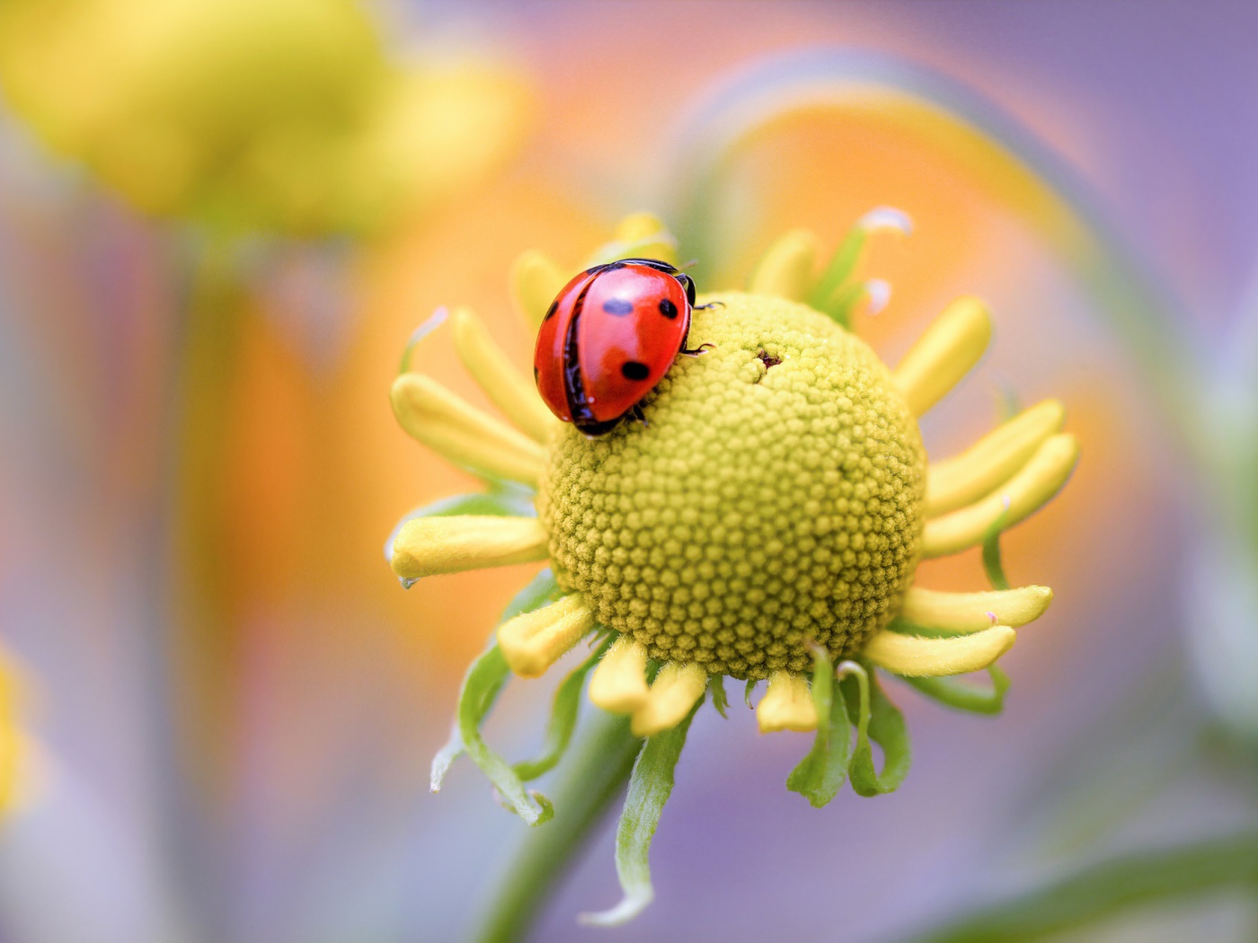 Красная божья коровка на цветке 