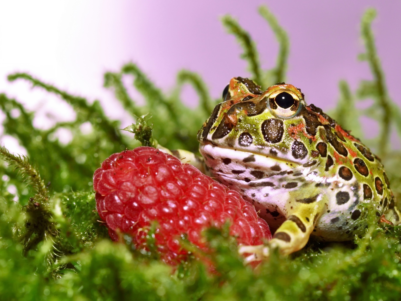 Рогатая жаба с большой спелой ягодой малины