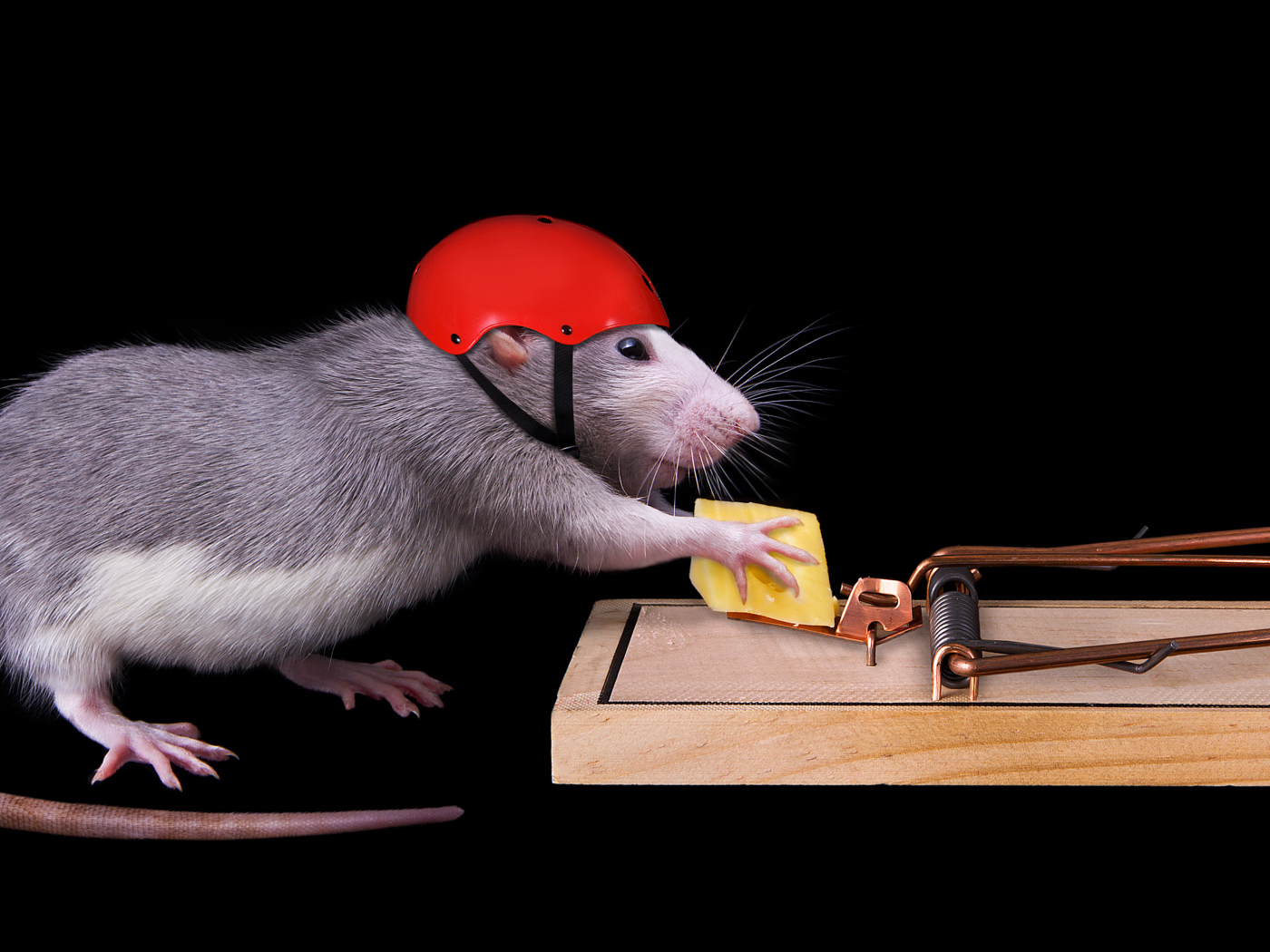 Крыса в шлеме ворует сыр из мышеловки