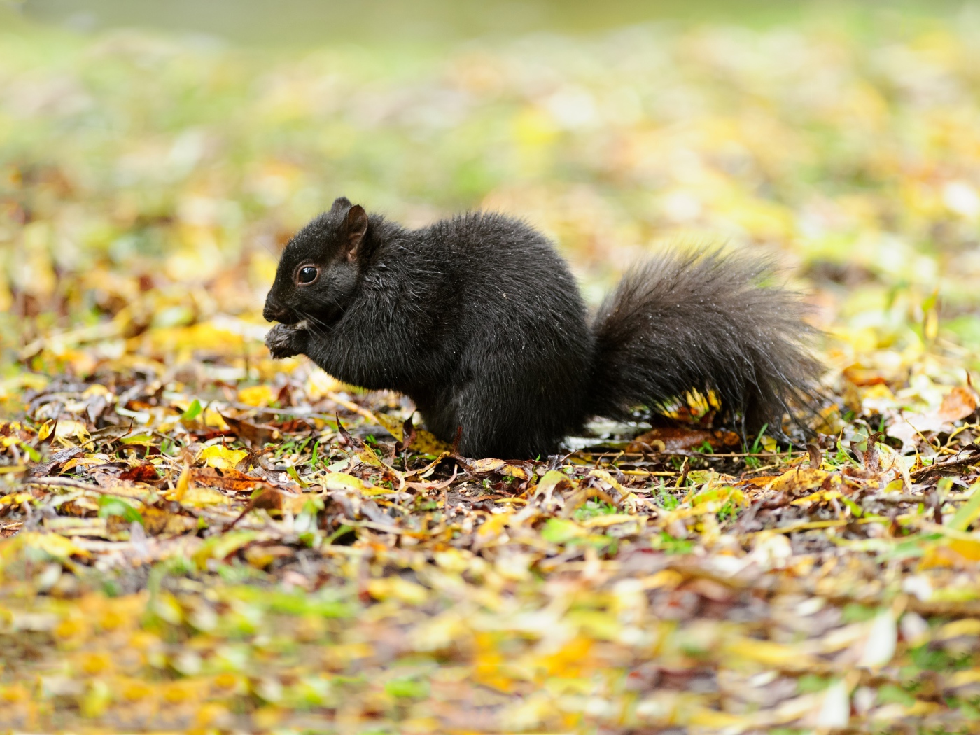 Черная белка сидит на желтой листве