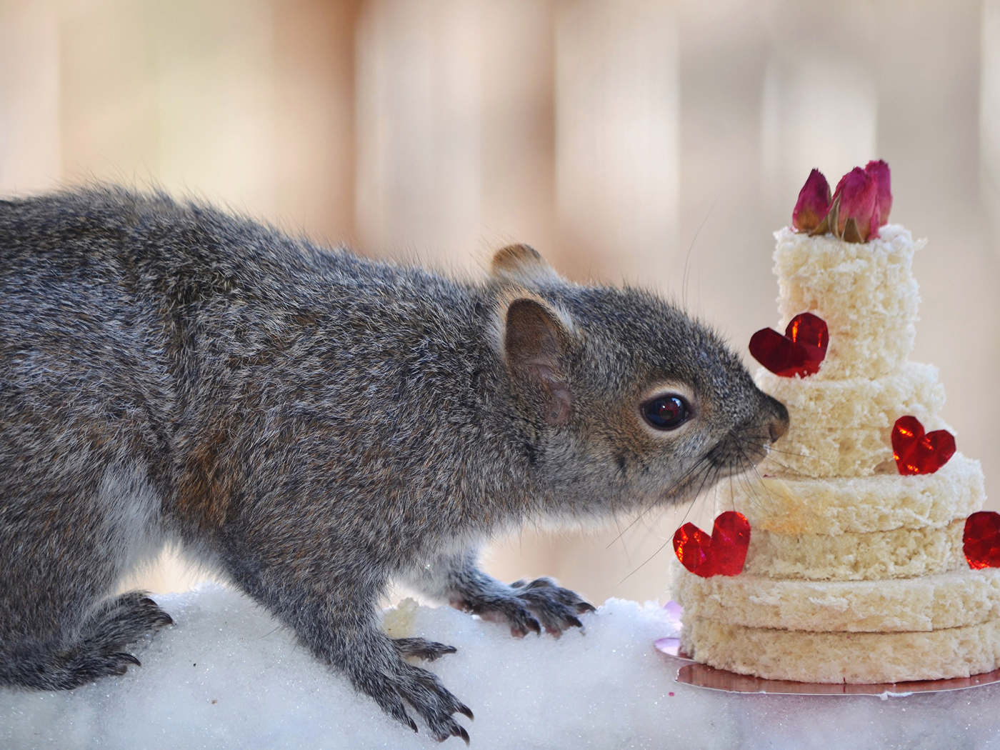 Серой белке подарили торт из хлеба