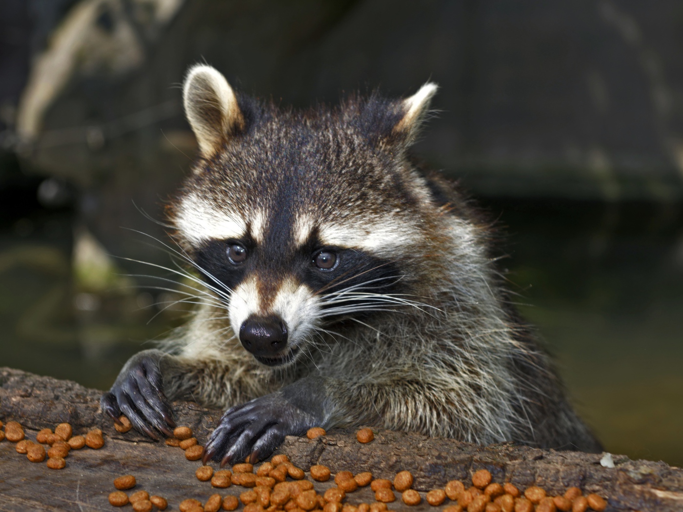 Енот грызет сухой корм