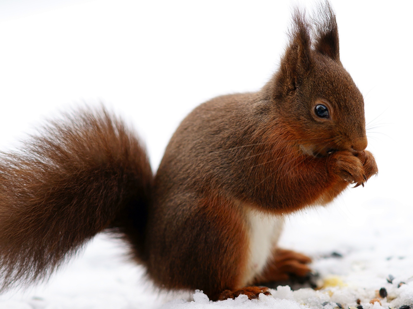 Рыжая белка сидит на снегу