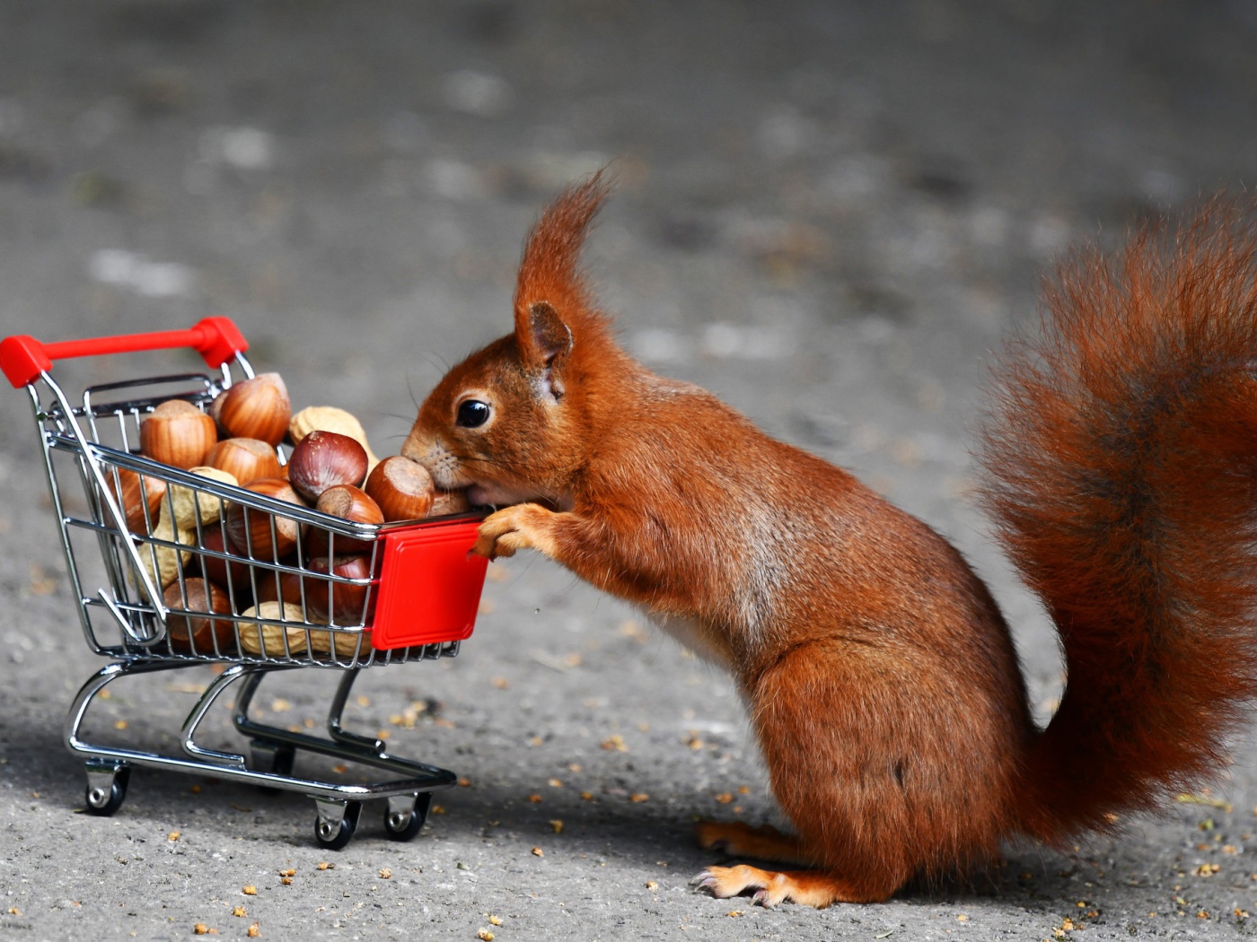 Рыжая белка с тележкой с лесными орехами