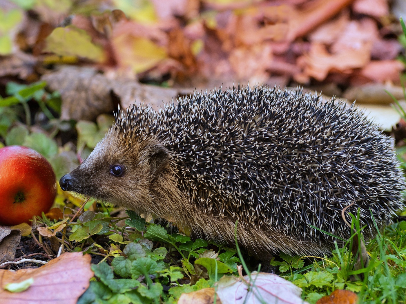 Колючий еж с красным яблоком в зеленой траве