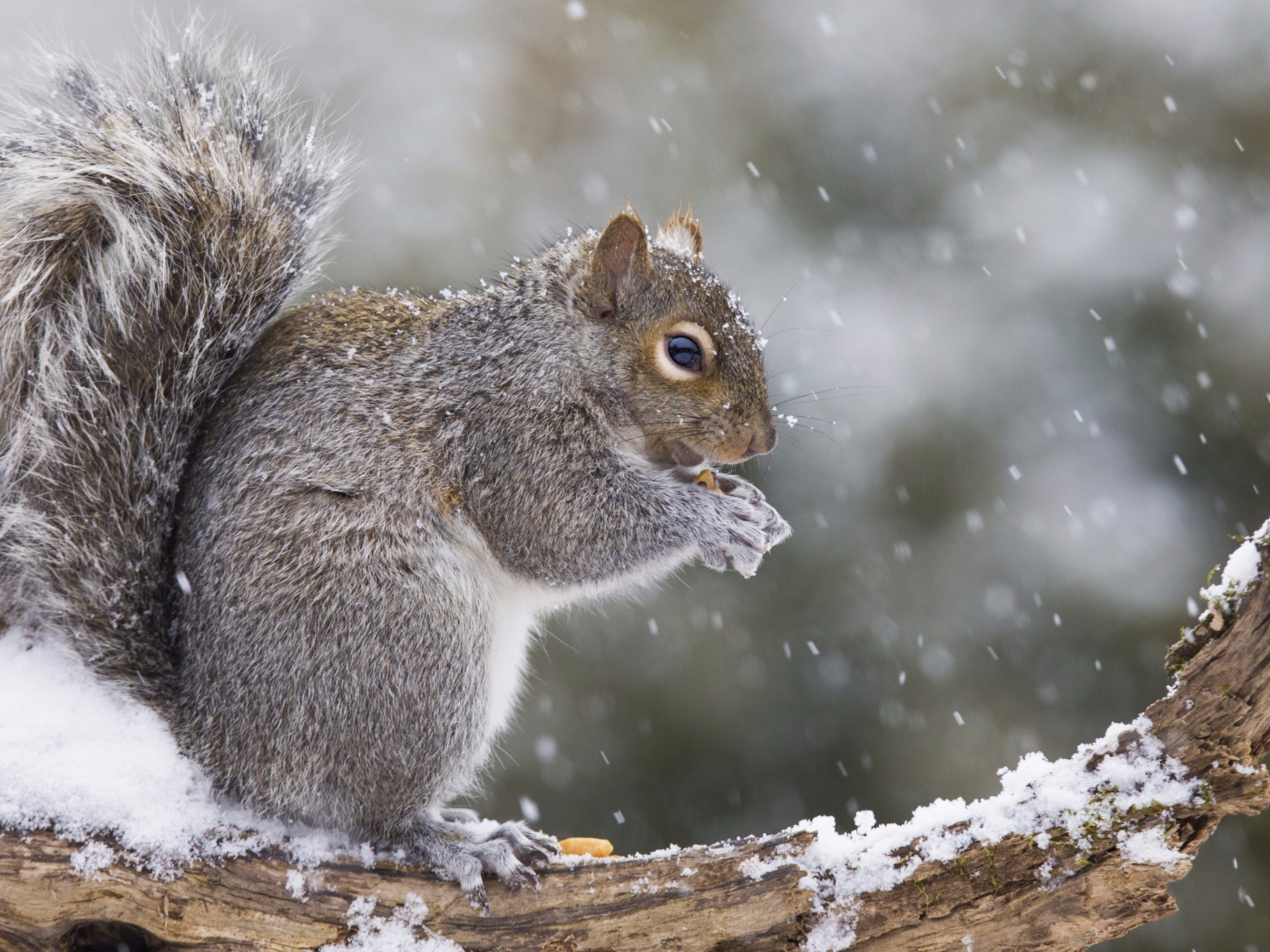 Белка сидит на заснеженной ветке 