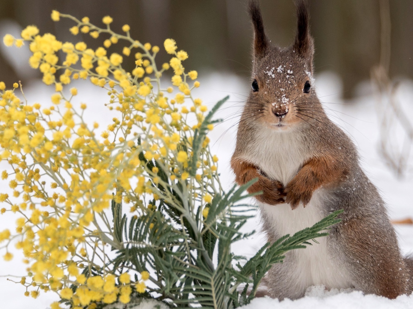 Белка с веткой мимозы на снегу 