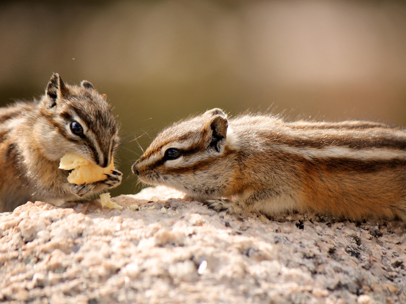 Два милых бурундука едят печенье