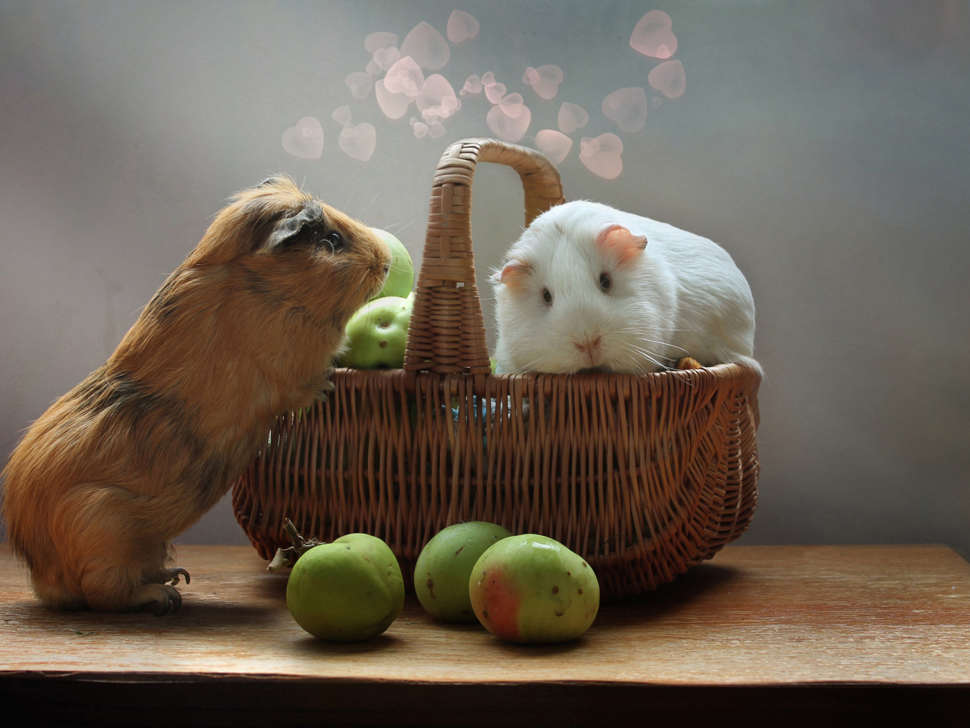 Two guinea pigs in a basket with apples