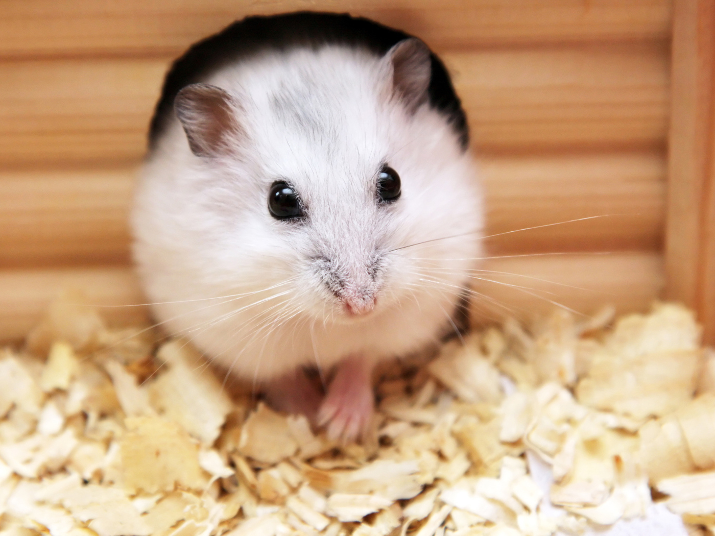 Белый хомяк в домике крупным планом