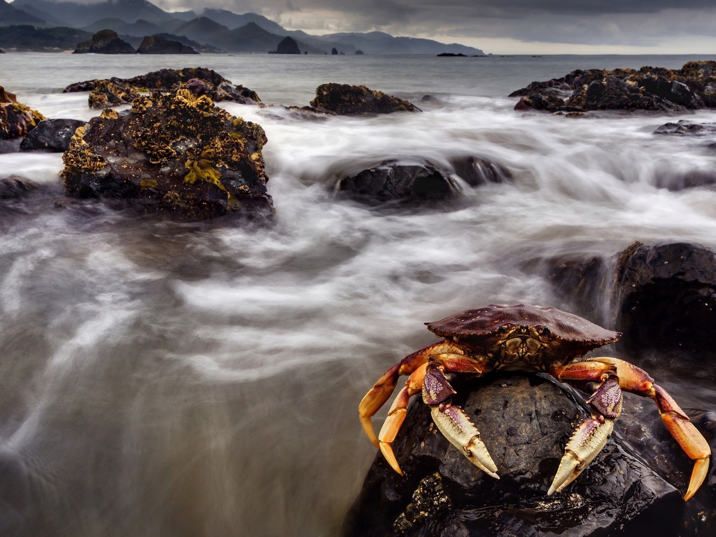 Большой краб сидит на камне в море