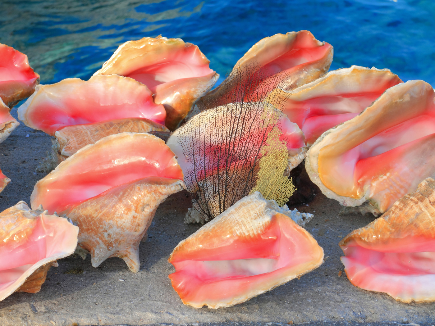 Большие розовые ракушки на песке